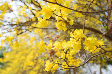 yellow flowers bloom in spring
