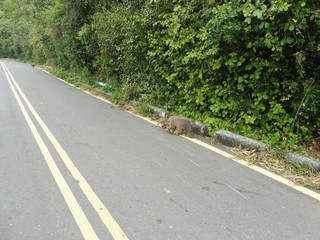 wild Formosan rock macaques next to khoasiung, taiwan