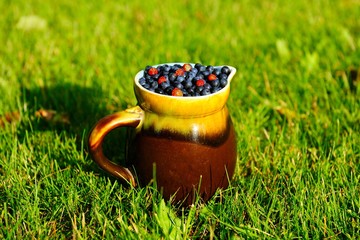 Blueberries in a jug on a background of green creepers