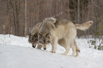 Fototapeta na wymiar Timber Wolf