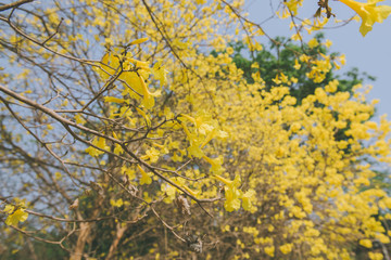 yellow flowers bloom in spring