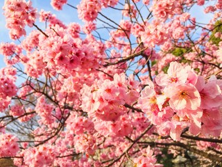 Sakura of Nakameguro, Tokyo, Japan