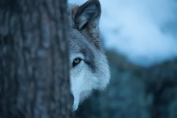 Poster Im Rahmen Peek A-boo mit einem Timber Wolf © ryan