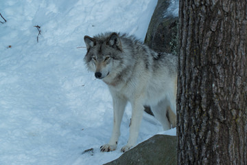 Obraz premium Timber Wolf