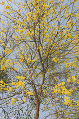 yellow flowers bloom in spring