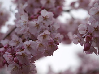 Brench of plum blossoms, Osaka, Japan