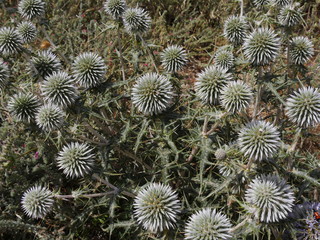 Disteln am Wegesrand Kreta