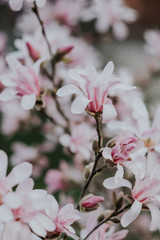 Obraz premium Magnolia tree in bloom in early spring
