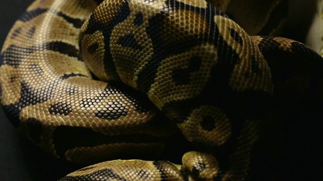 Texture of snakeskin in shadow