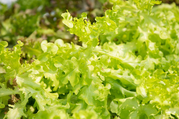 Green Oak salad plant, hydroponic vegetable leaves
