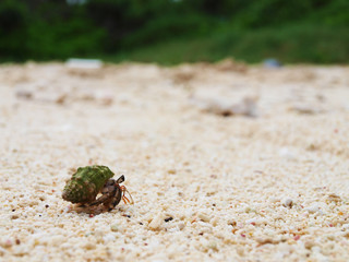 Small Crab at the beach of Okinawa, Japan