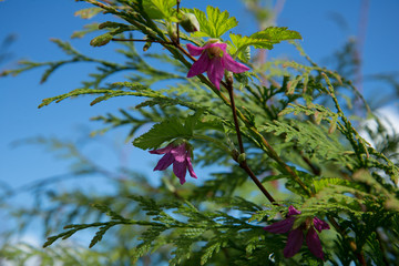 Thimble Berry Blossoms