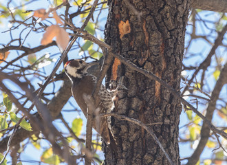 Male Arizona Woodpecker