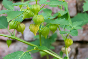Cardiospermum halicacabum aromatic medicinal plant