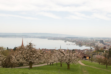Landscape photograph of small city Zug near lake in morning in Switzerland. Aerial image of Zug city. Cheery trees with flowers.