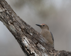 Male Gila Woodpecker