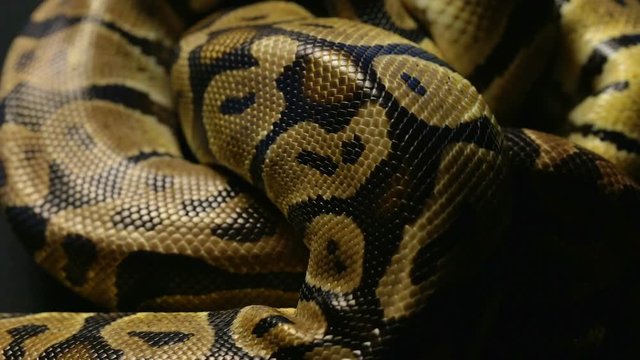 Texture of royal python's snakeskin in shadow