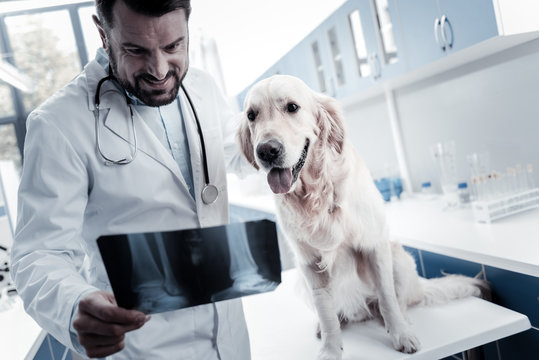 Vet doctor. Smart nice professional veterinarian standing near the dog and studying X ray image while putting a diagnosis