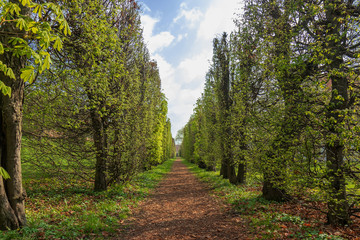 The alley of the green trees during sunny spring day. The path between the trees covered by tree bark.