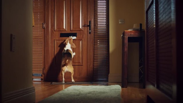 4k Dolly of House Front Door, Dog and Child Running after Letter