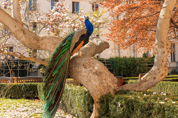 The portrait of the peacock sitting on the massive branch of the old tree in the beautiful garden during bright suuny spring day.