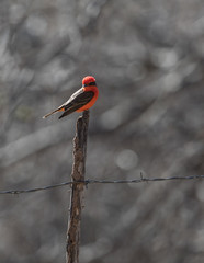 Male Vermilion Flycatcher