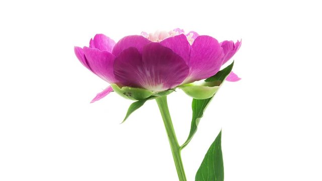 Timelapse of pink peony with white inside flower blooming on white background side view