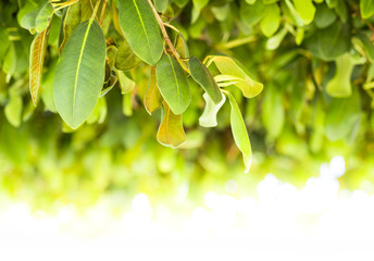 Hanging green leaf background