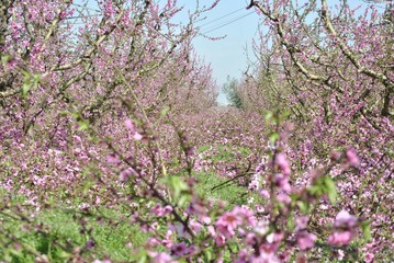 Campos de melocotoneros en flor, Aitona, Lleida