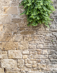 hanging plants on mediterranean wall
