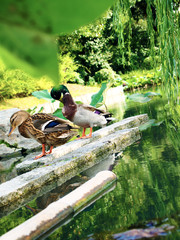 Ducks in a park