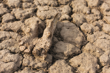 archaeological excavations, remains of the settlement, the scythians fossilst