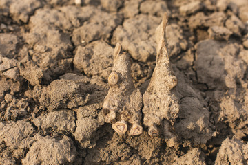 archaeological excavations, remains of the settlement, the scythians fossilst