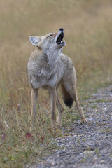 Coyote lifts head and howls in Peter Lougheed Provincial Park in Alberta