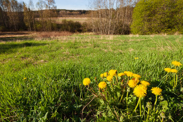 Common dandelion and grass in summer landscape