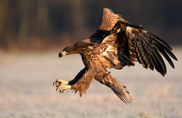 White tailed eagle (Haliaeetus albicilla)