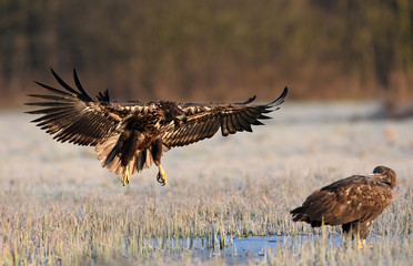 White tailed eagle (Haliaeetus albicilla)