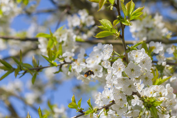Hummel und Kirschblüten