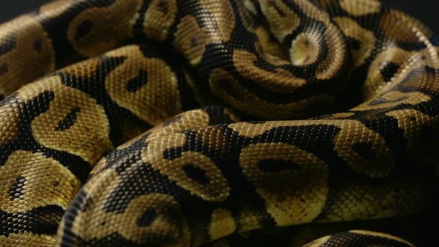 Texture of ball python's snakeskin