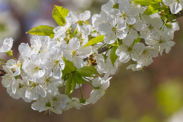 Bienen und Kirschblüten