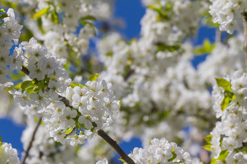 Kirschblüten Ende April