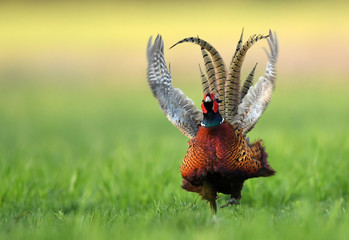 Ringneck Pheasant (Phasianus colchicus)