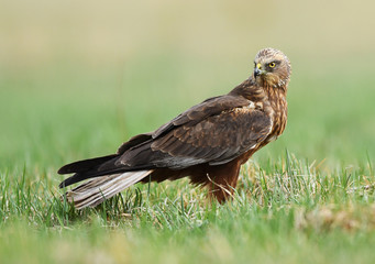 Marsh harrier (Circus aeruginosus)