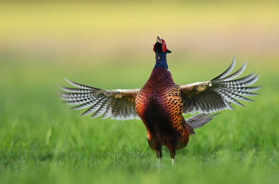 Ringneck Pheasant (Phasianus colchicus)