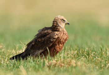 Marsh harrier (Circus aeruginosus)