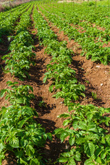Fototapeta na wymiar Row of healthy potatoes plants in the field. Agriculture, food production concept