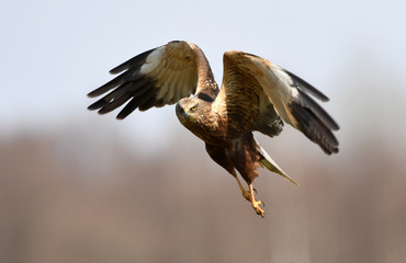 Marsh harrier (Circus aeruginosus)