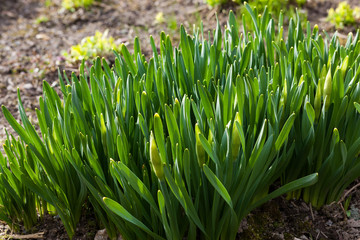 Obraz premium Beautiful blooming spring flowers at garden flowerbed