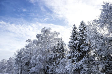 Fototapeta na wymiar forest christmas trees birch snowy landscape diagonal winter snow sun wallpaper horizontal background