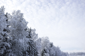 forest birches snow-covered landscape diagonal winter snow sun road wallpaper horizontal